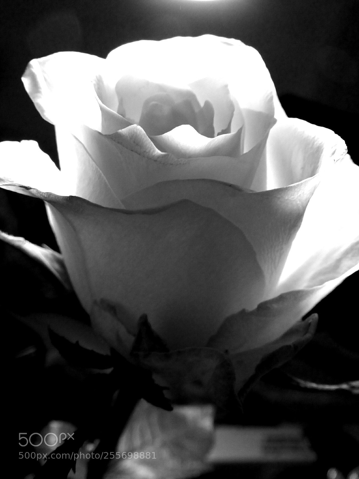 Panasonic DMC-TZ61 sample photo. Just another flower photography