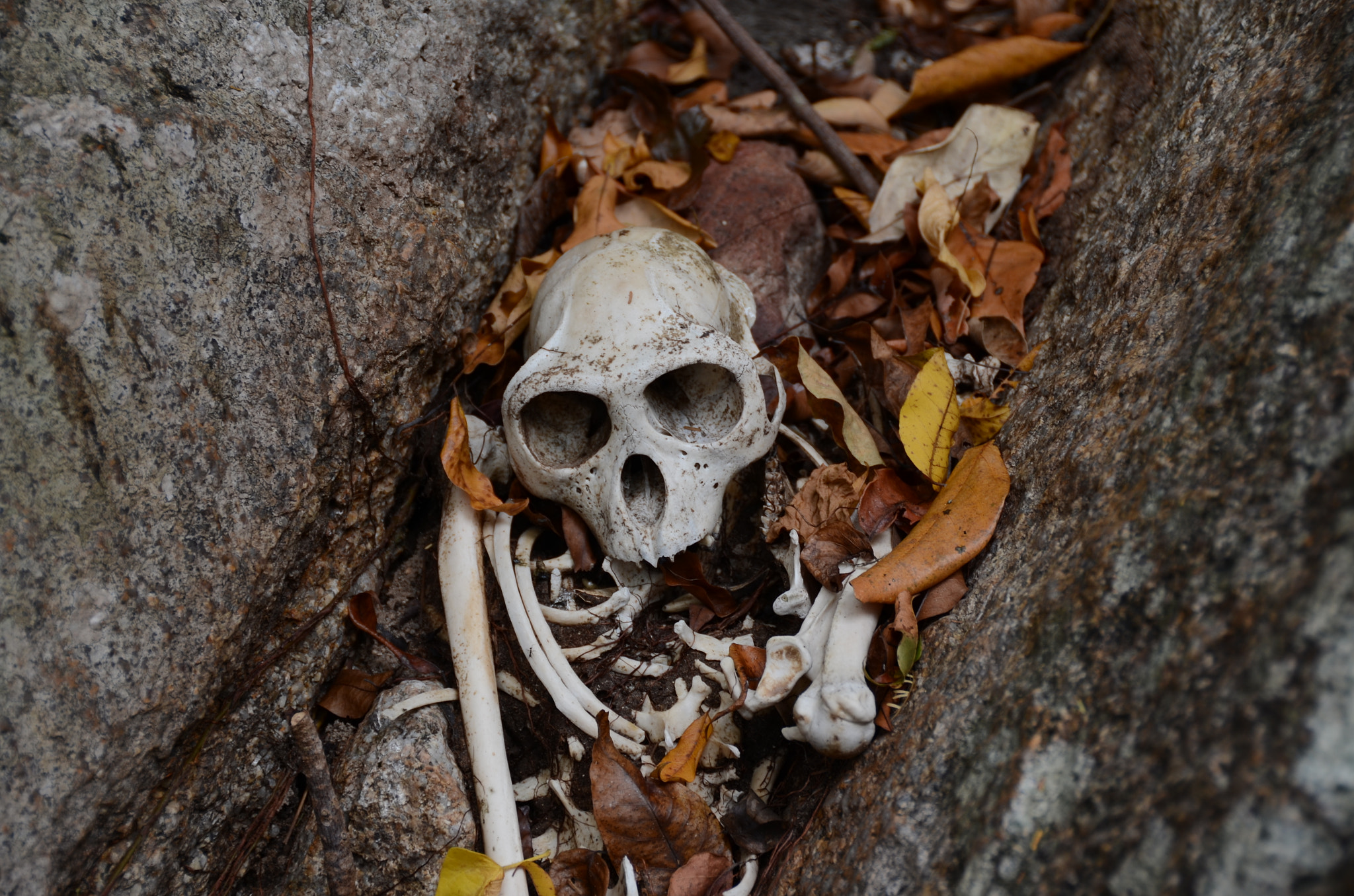 Nikon D5100 sample photo. Monkey skull photography