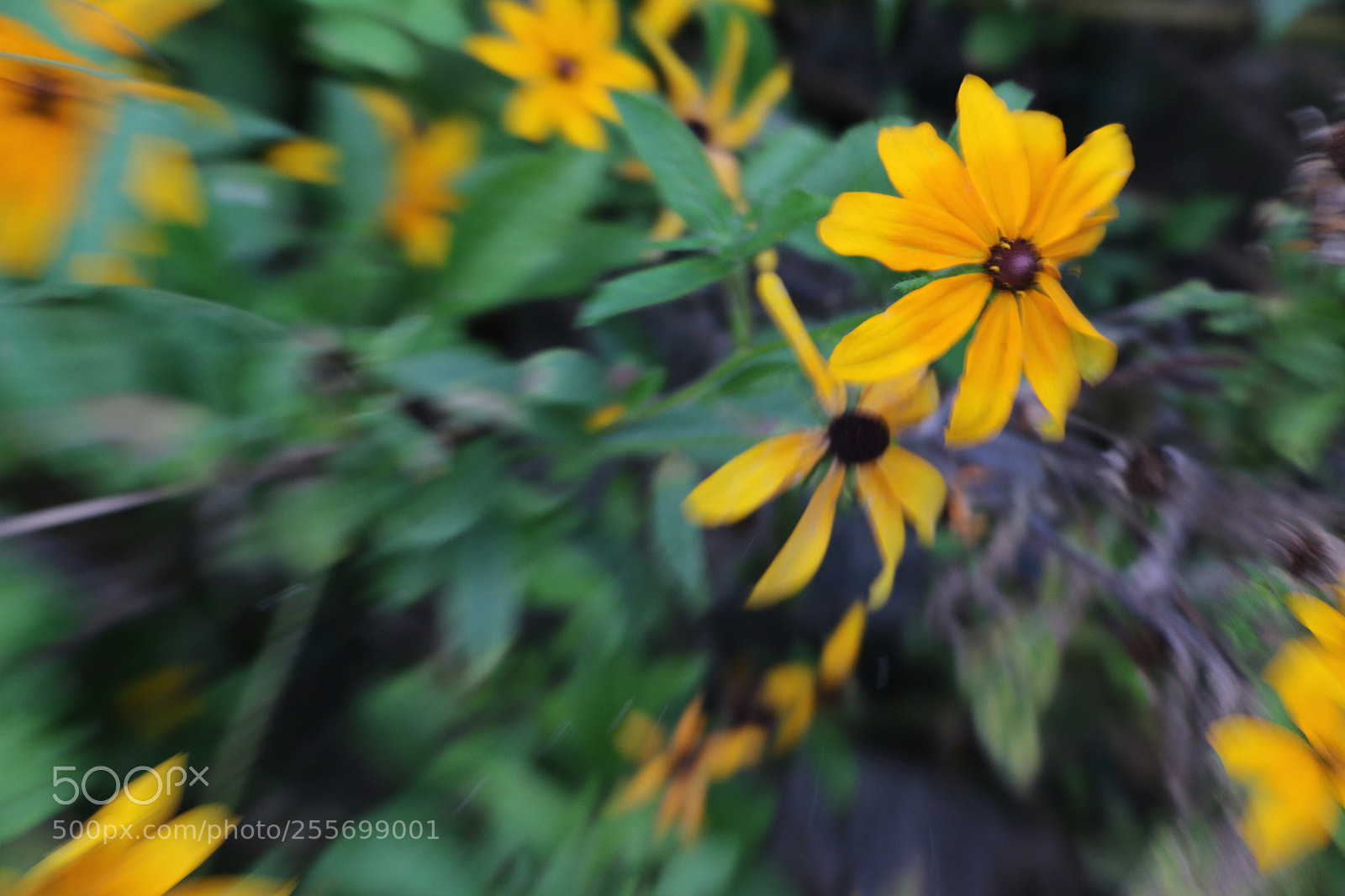 Canon EOS 70D sample photo. Flowers photography