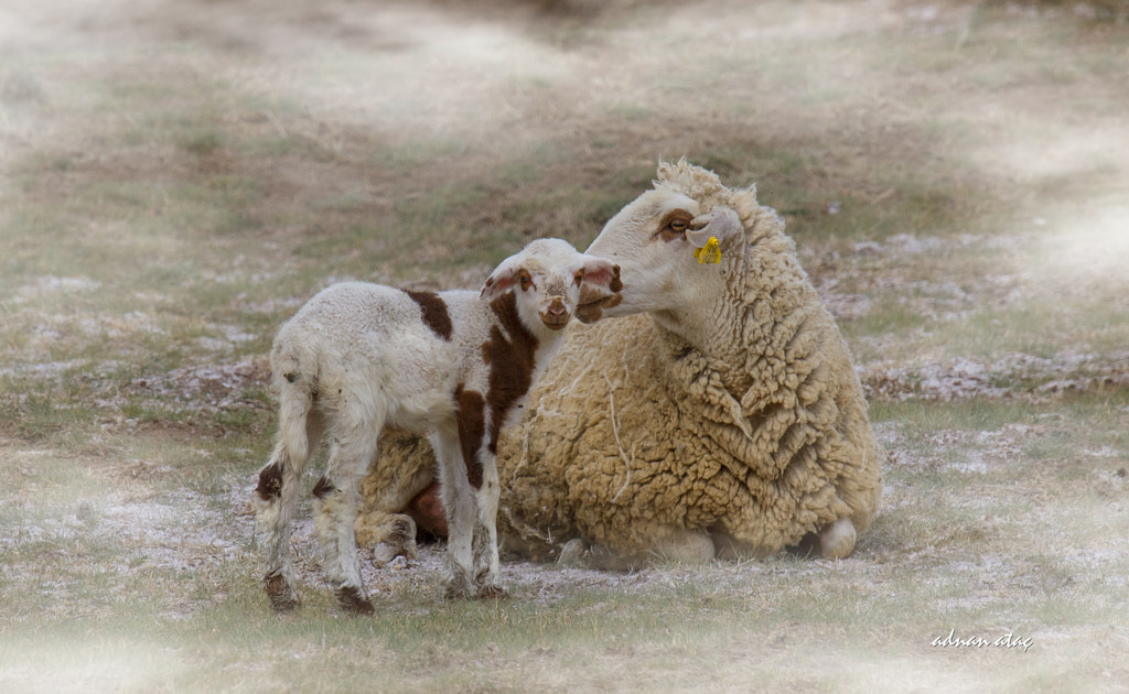 Koyun ve kuzu - Sheep and Lamb, автор — ADNAN ATAÇ на 500px.com