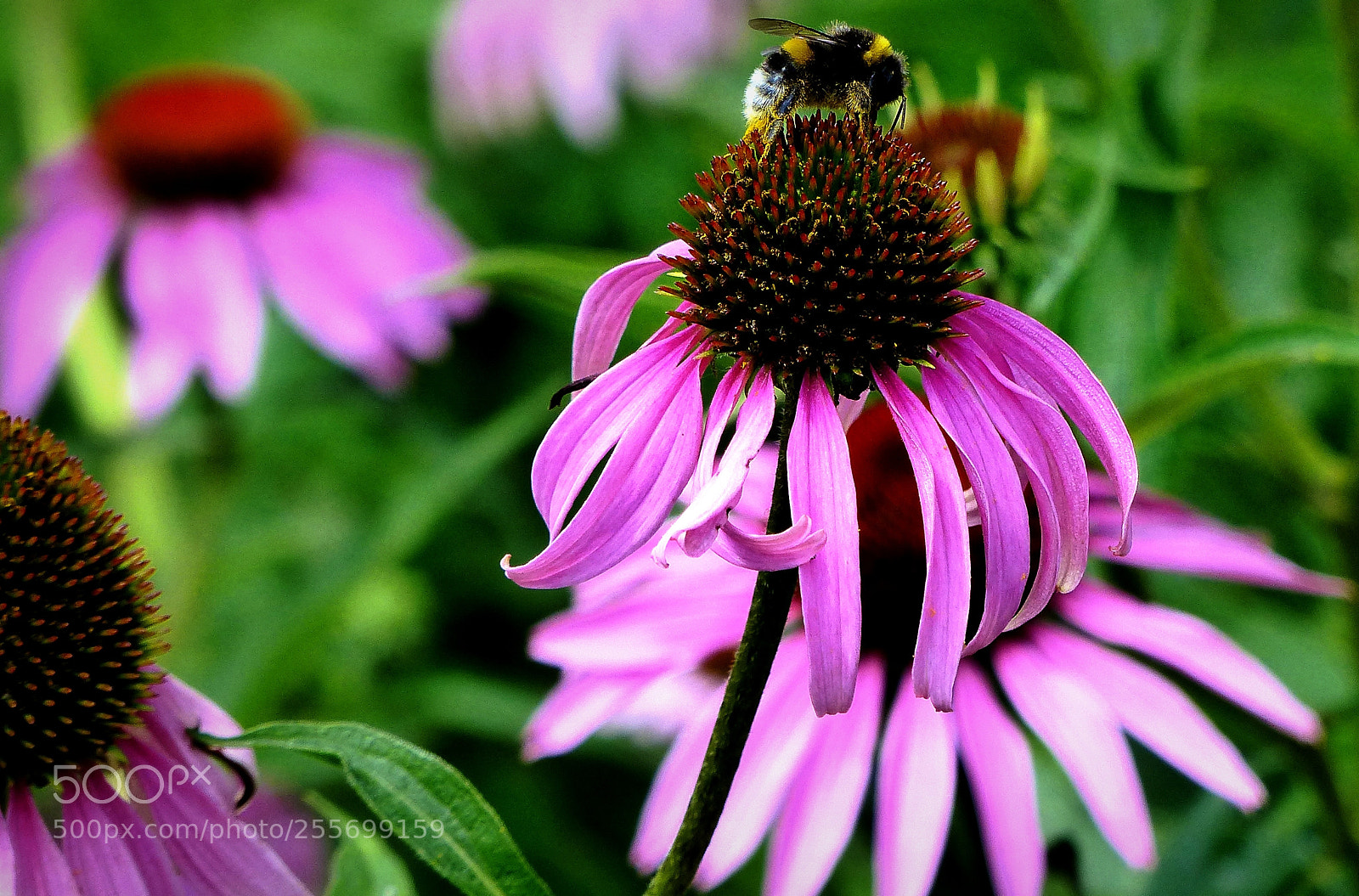 Panasonic Lumix DMC-FZ200 sample photo. Echinacea and bumblebee. photography
