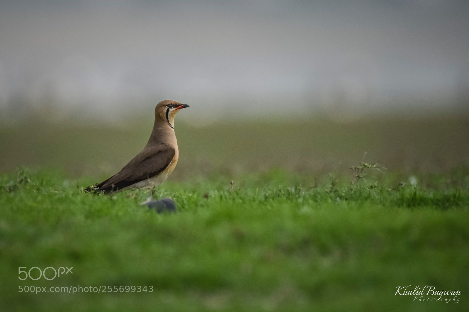 Nikon D7200 sample photo. Oriental pratincole  photography