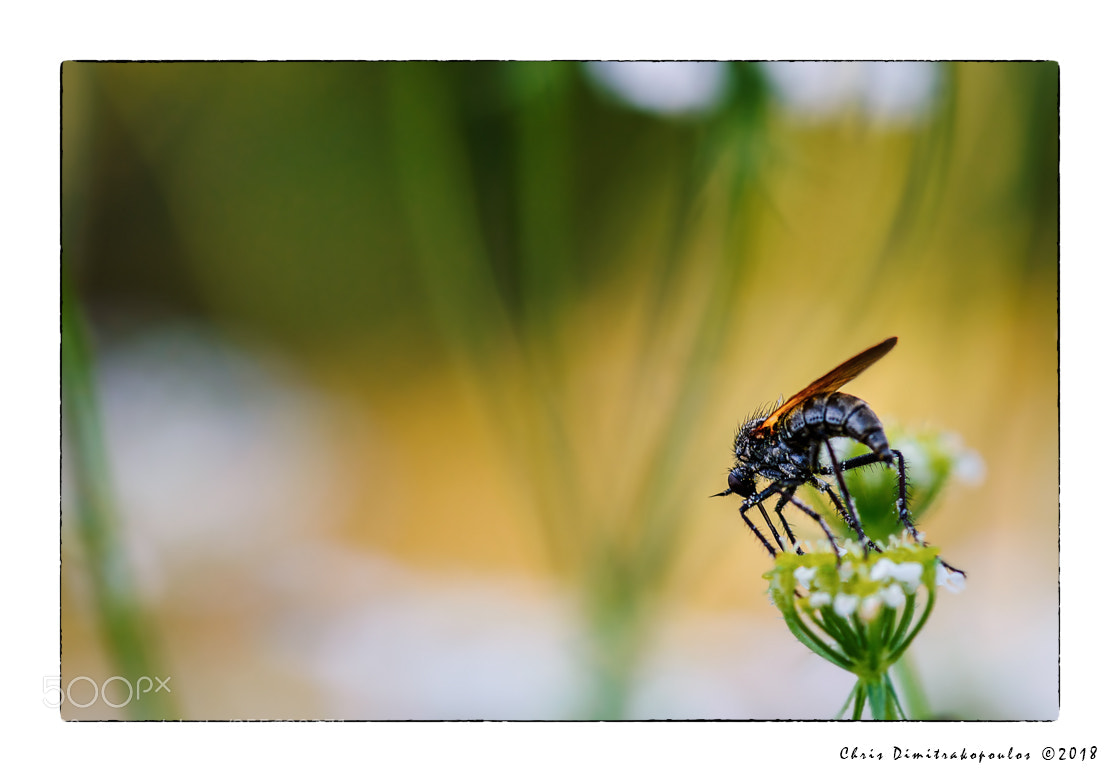Nikon D7000 sample photo. . photography