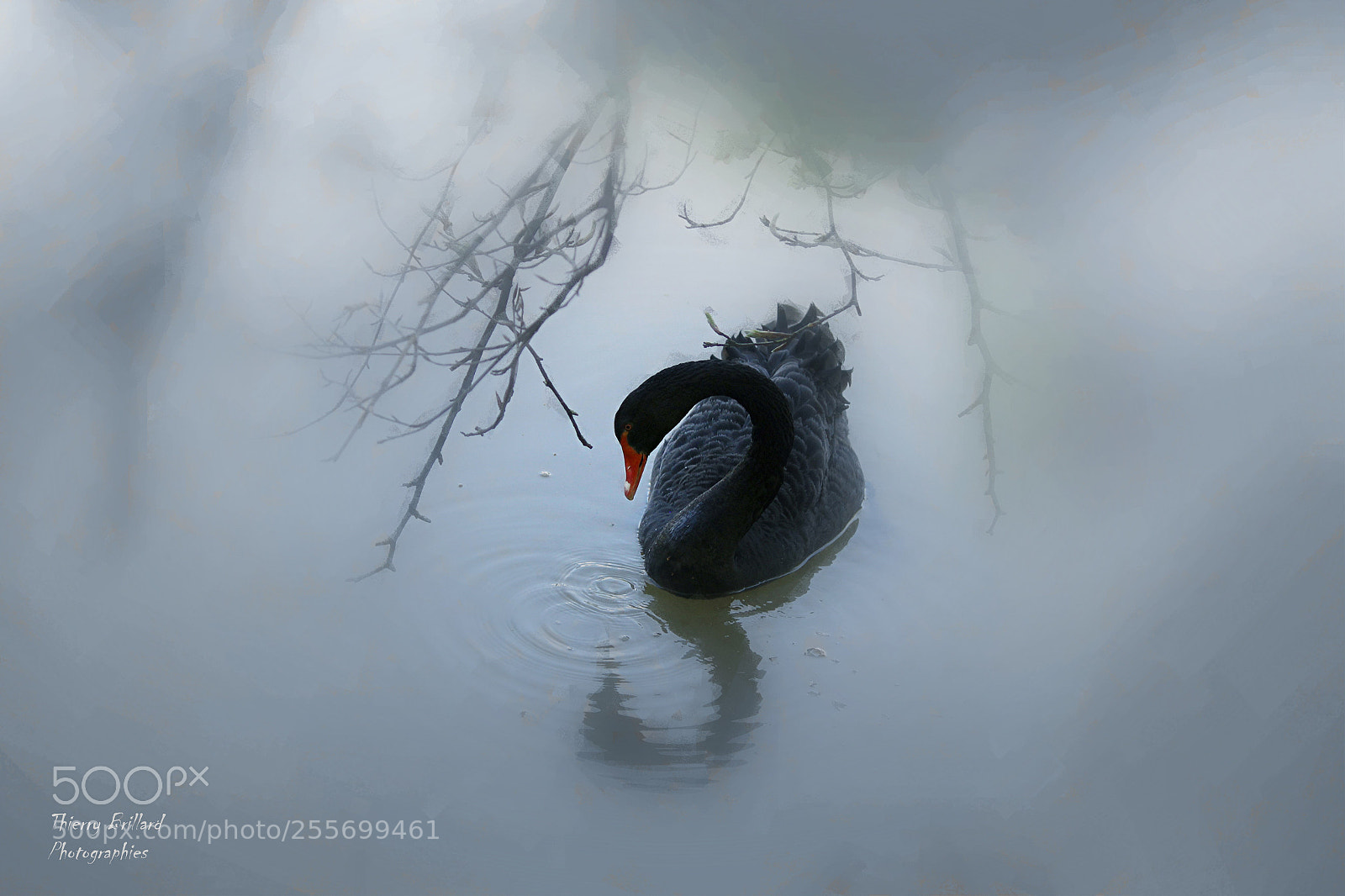 Canon EOS 600D (Rebel EOS T3i / EOS Kiss X5) sample photo. Cygne noir photography