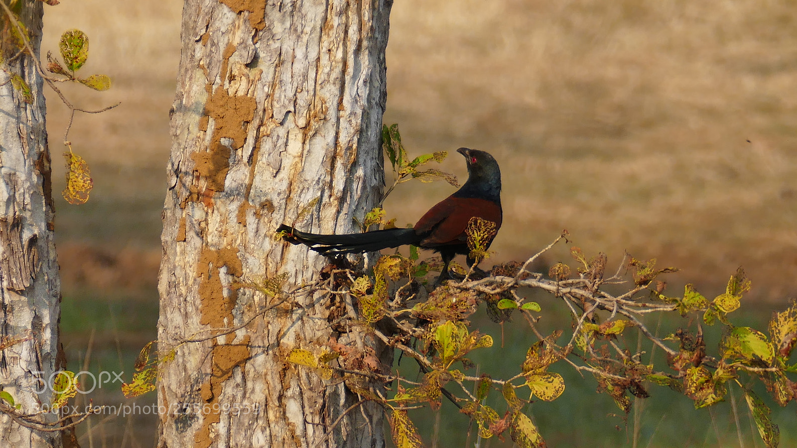 Panasonic Lumix DMC-FZ1000 sample photo. (crow – pheasant) photography