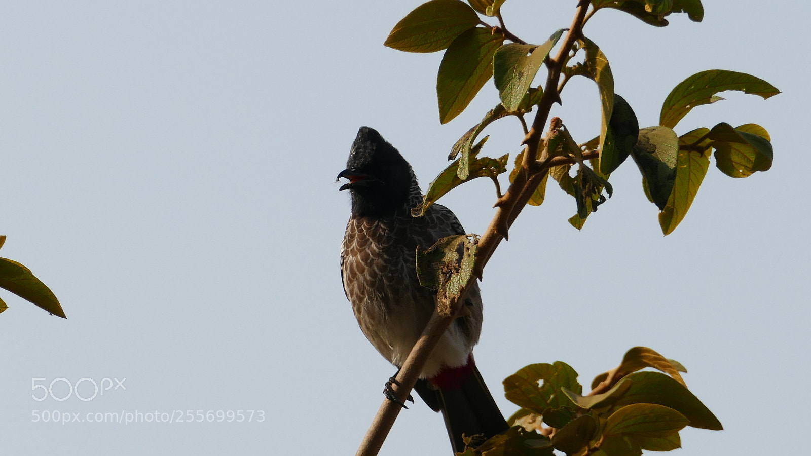 Panasonic Lumix DMC-FZ1000 sample photo. (red vented bulbul) photography