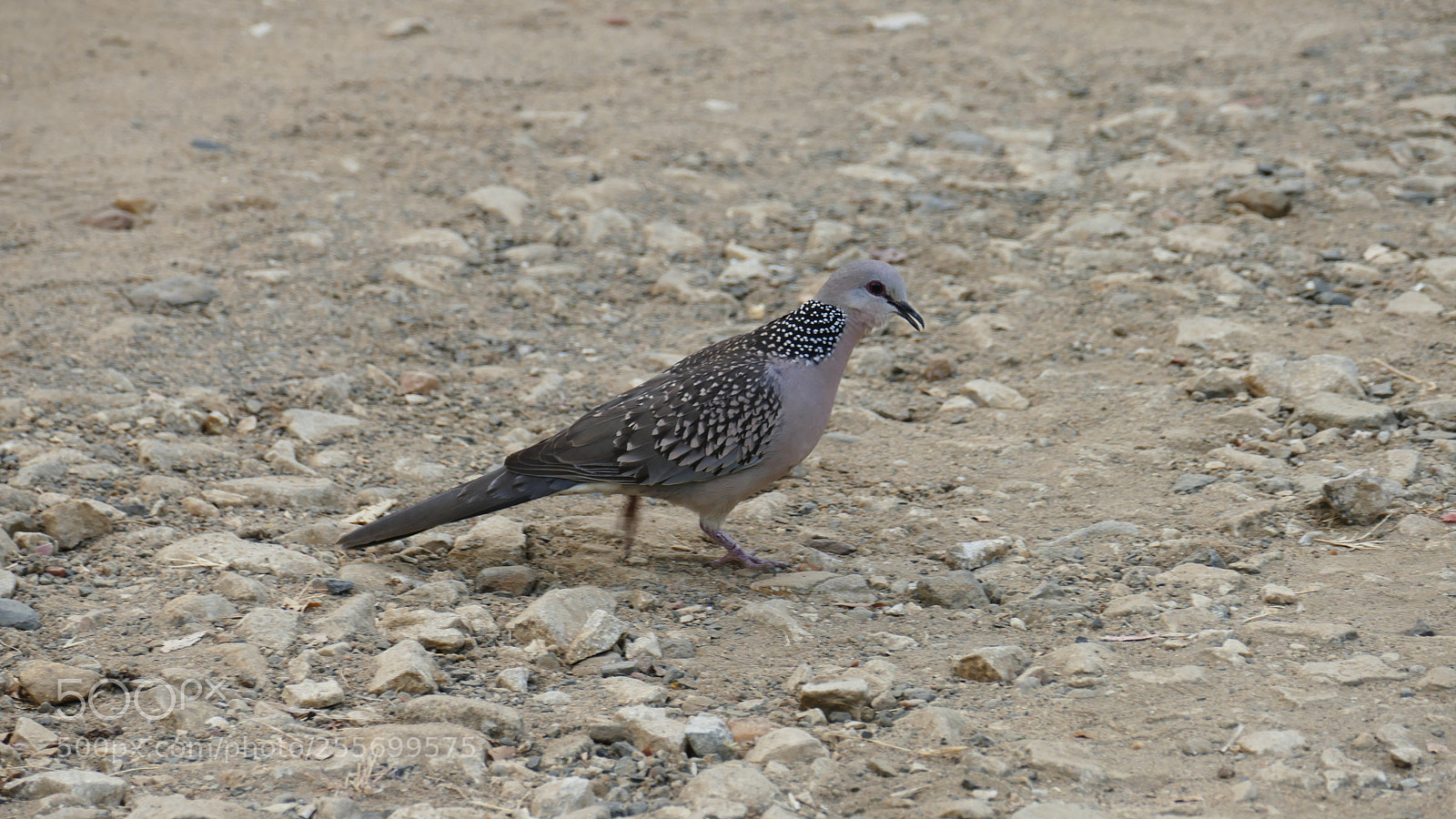 Panasonic Lumix DMC-FZ1000 sample photo. (spotted dove) photography