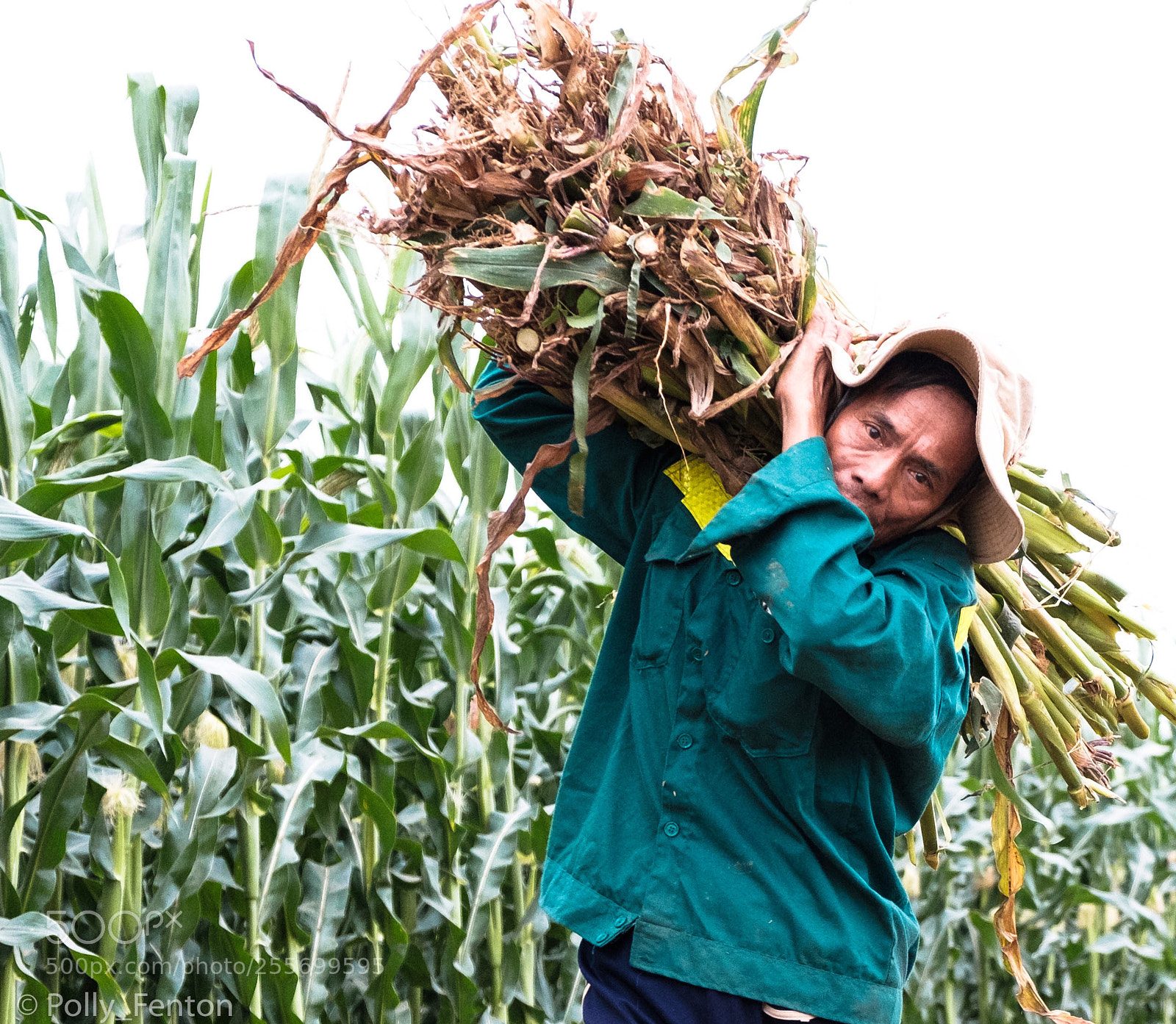 Fujifilm X-T2 sample photo. Harvesting cane photography