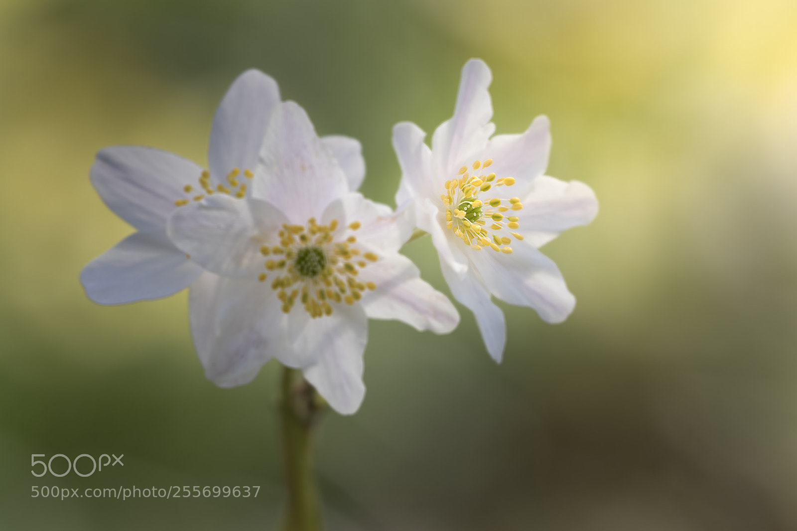Canon EOS 7D Mark II sample photo. Wood anemone photography
