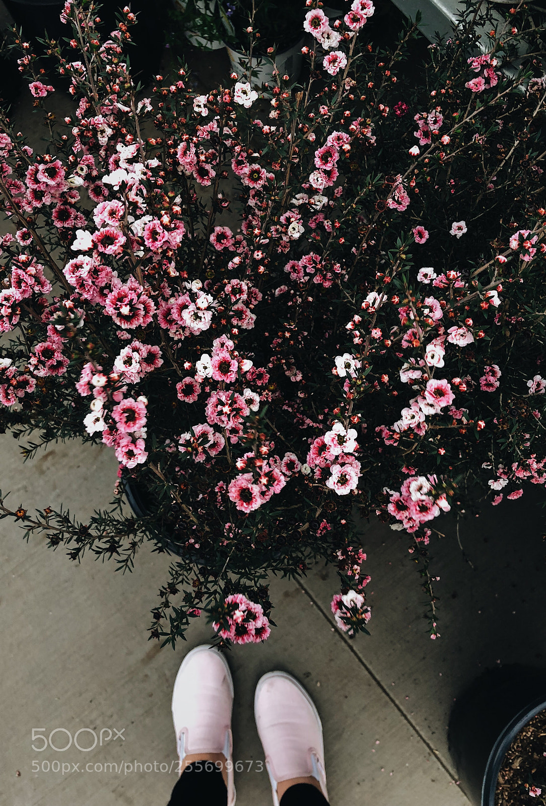 Apple iPhone X sample photo. Bloom photography