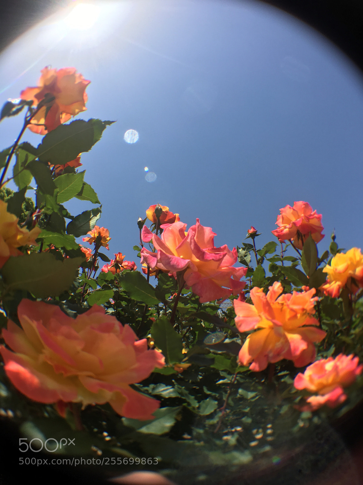 Apple iPhone 6s sample photo. Rose photography