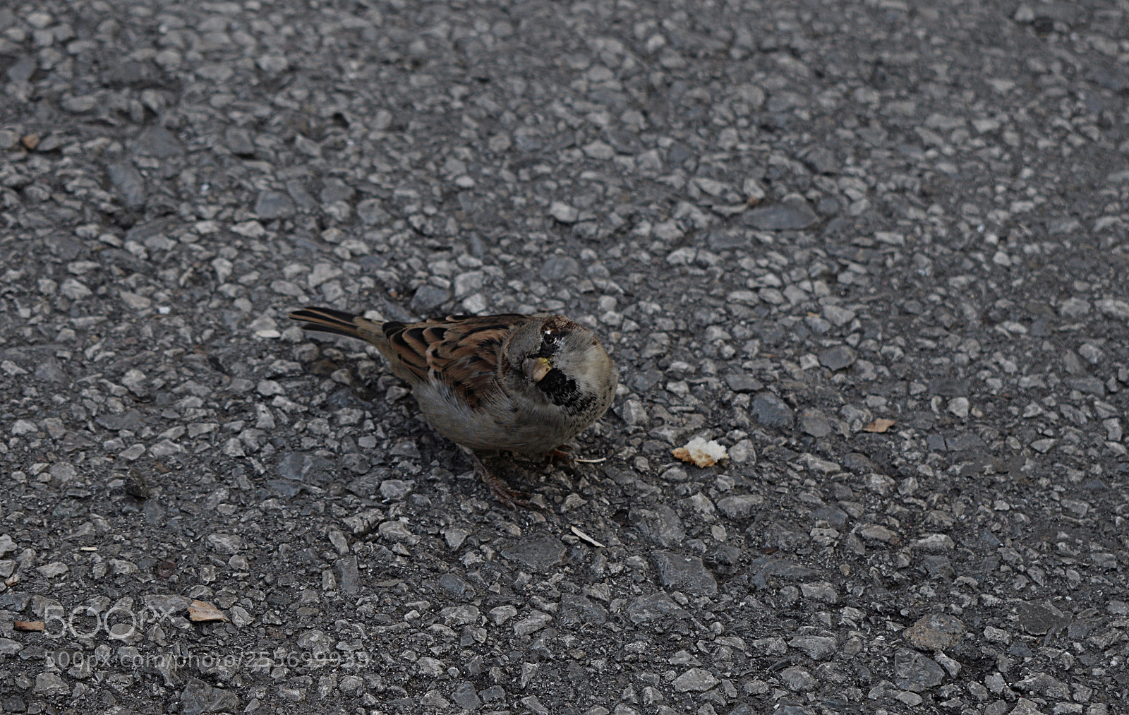 Nikon D3300 sample photo. Little friend photography