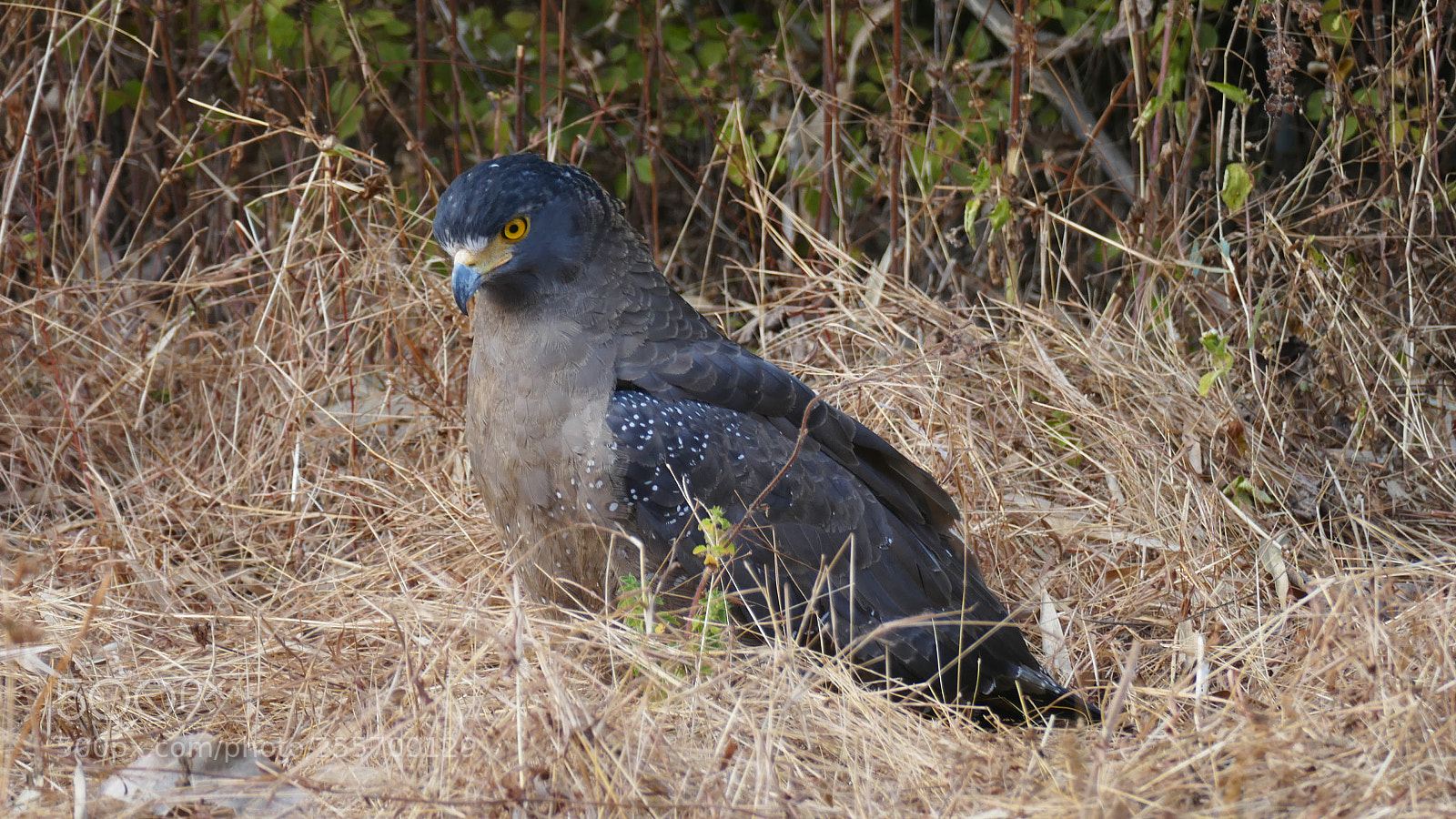 Panasonic Lumix DMC-FZ1000 sample photo. (serpant eagle) photography