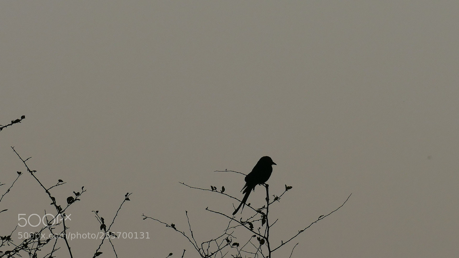Panasonic Lumix DMC-FZ1000 sample photo. (kingfisher) photography