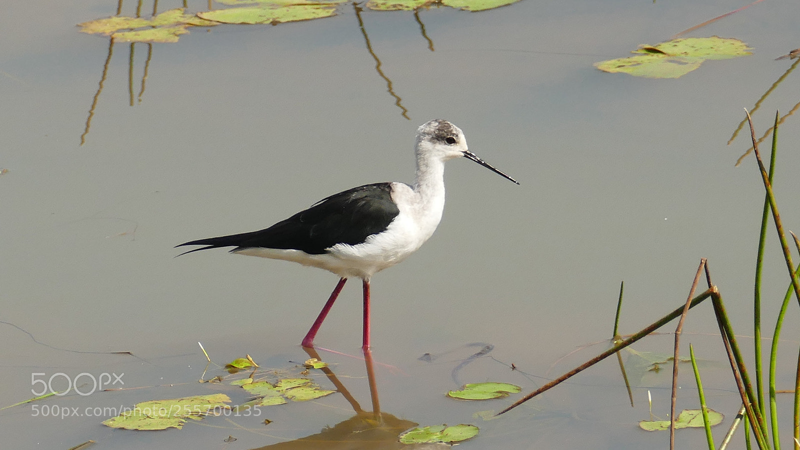 Panasonic Lumix DMC-FZ1000 sample photo. Aquatic bird photography