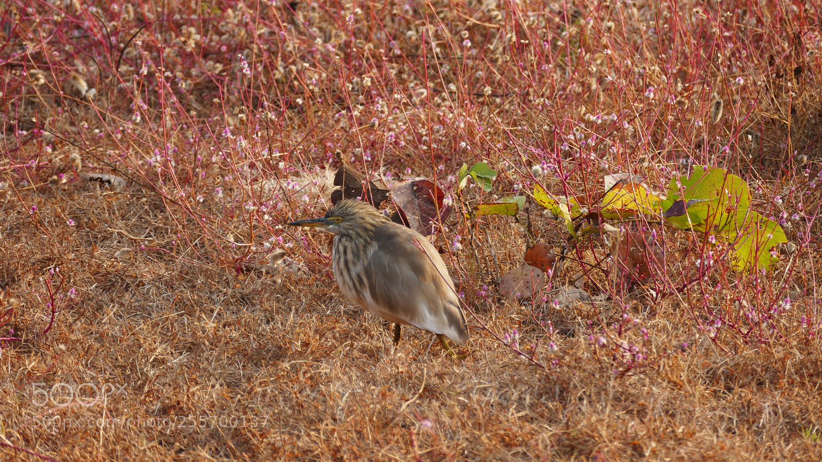 Panasonic Lumix DMC-FZ1000 sample photo. Bird photography
