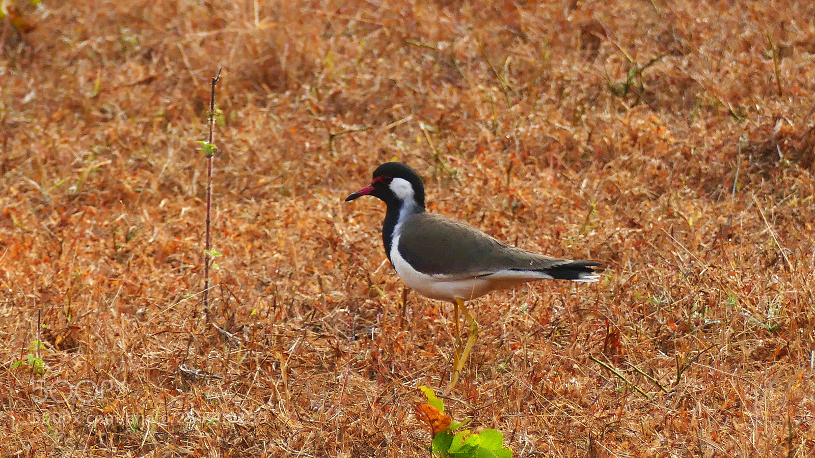 Panasonic Lumix DMC-FZ1000 sample photo. Bird photography