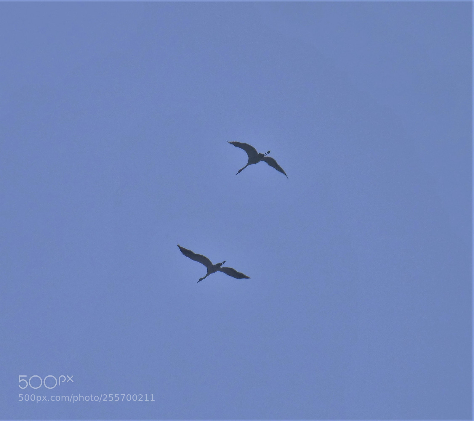 Panasonic Lumix DC-GH5 sample photo. Cranes crossing air show photography