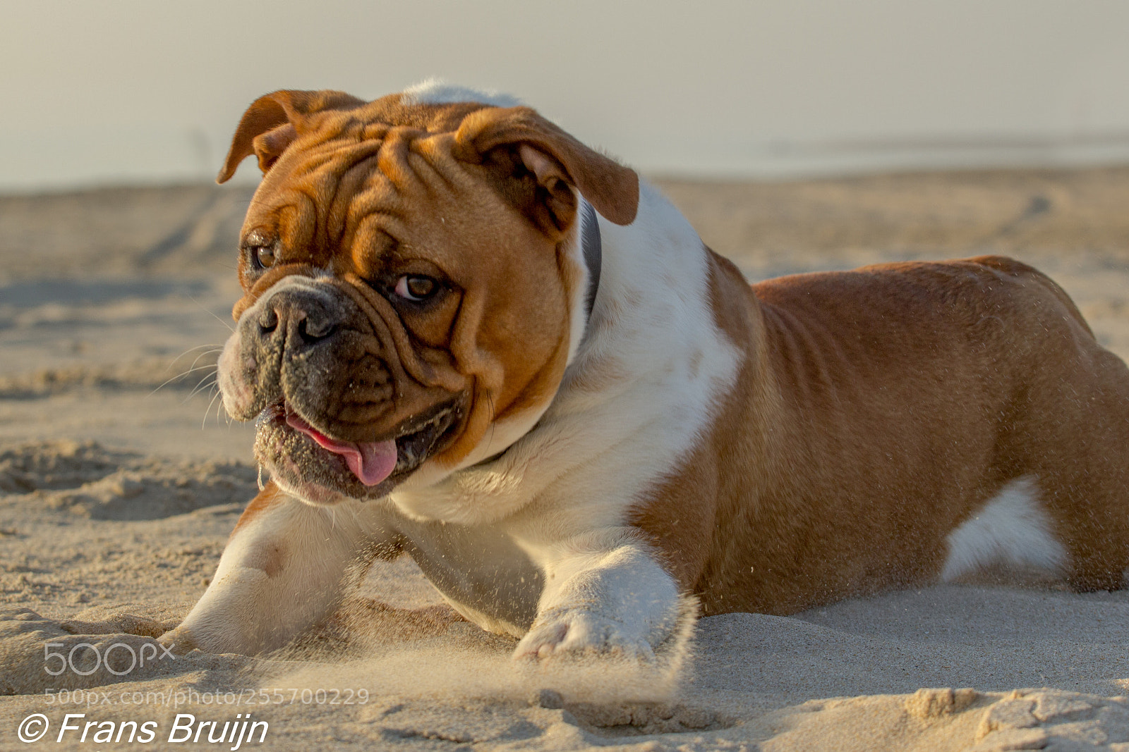 Canon EOS 60D sample photo. Mack photography