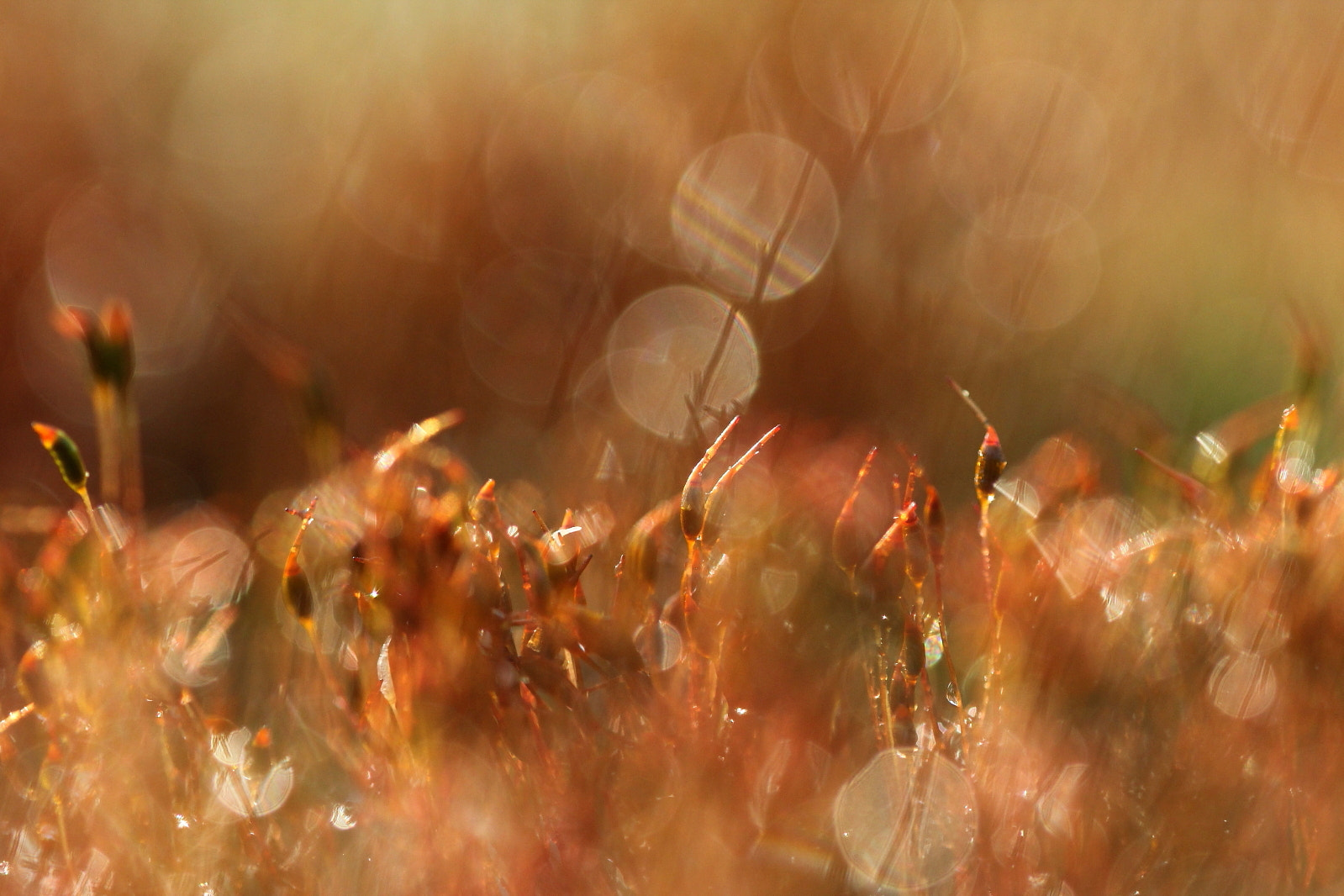 Sigma 150mm f/2.8 EX DG OS HSM APO Macro sample photo. Another morning in the sun :) photography