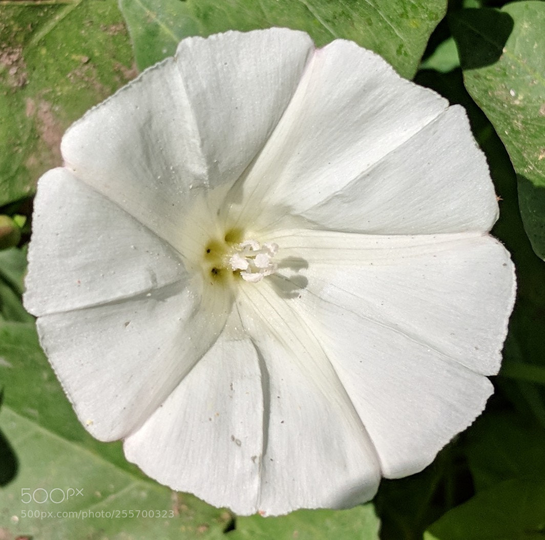 Google Pixel 2 XL sample photo. Untitled photography