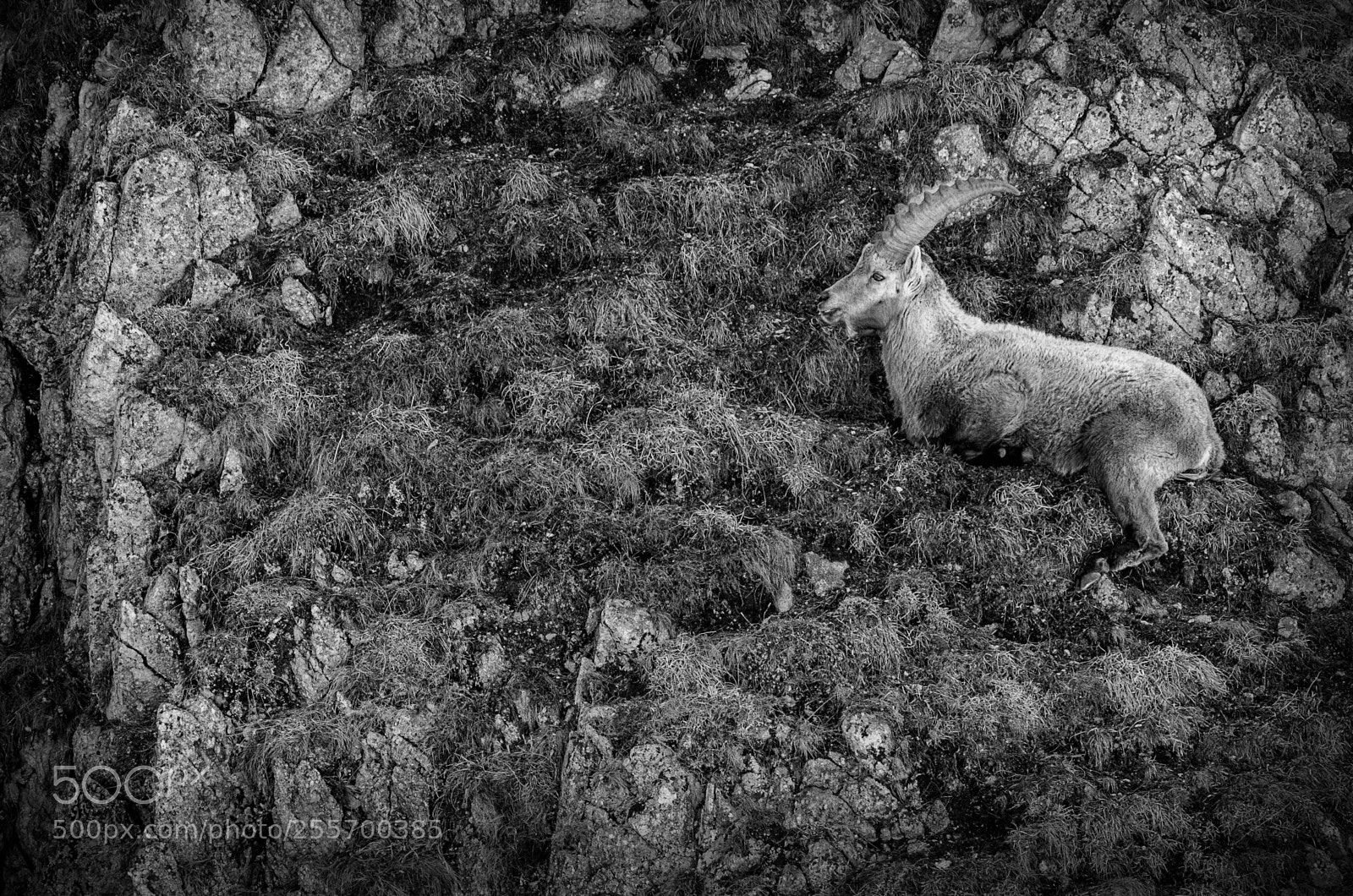 Pentax K-5 sample photo. Alpine ibex photography