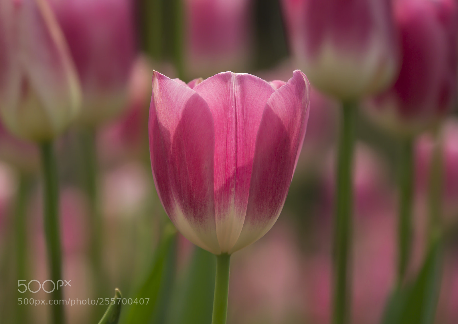 Sony a6000 sample photo. Pink tulip photography