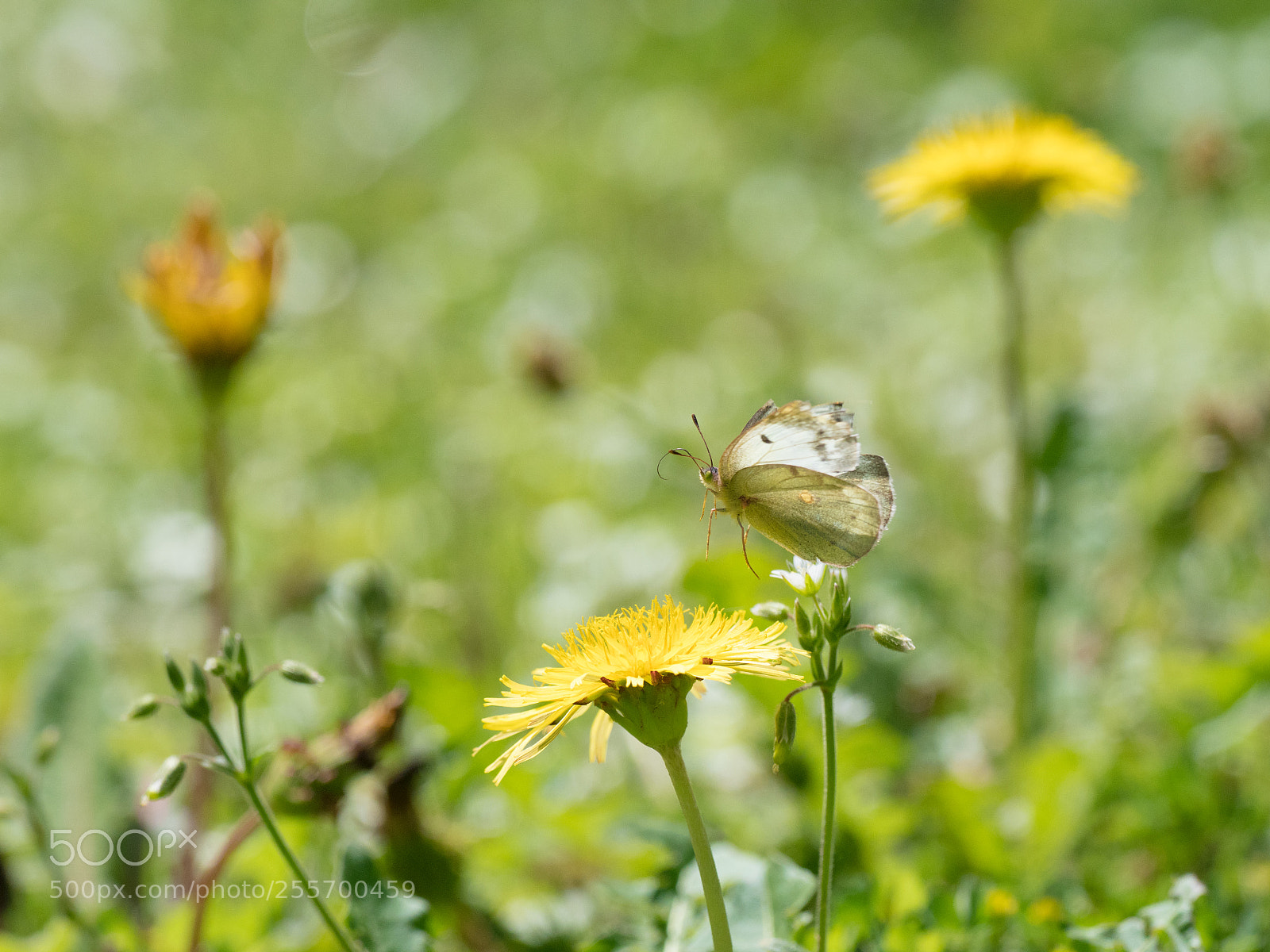 Olympus OM-D E-M1 Mark II sample photo. Butterfly photography