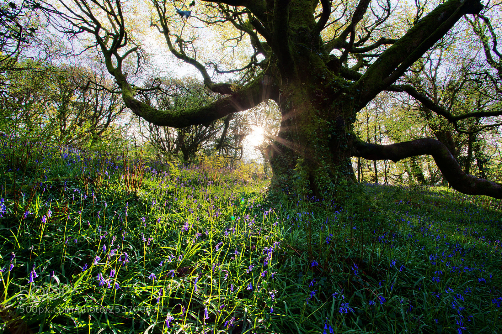 Canon EOS 5D Mark II sample photo. Bluebells photography