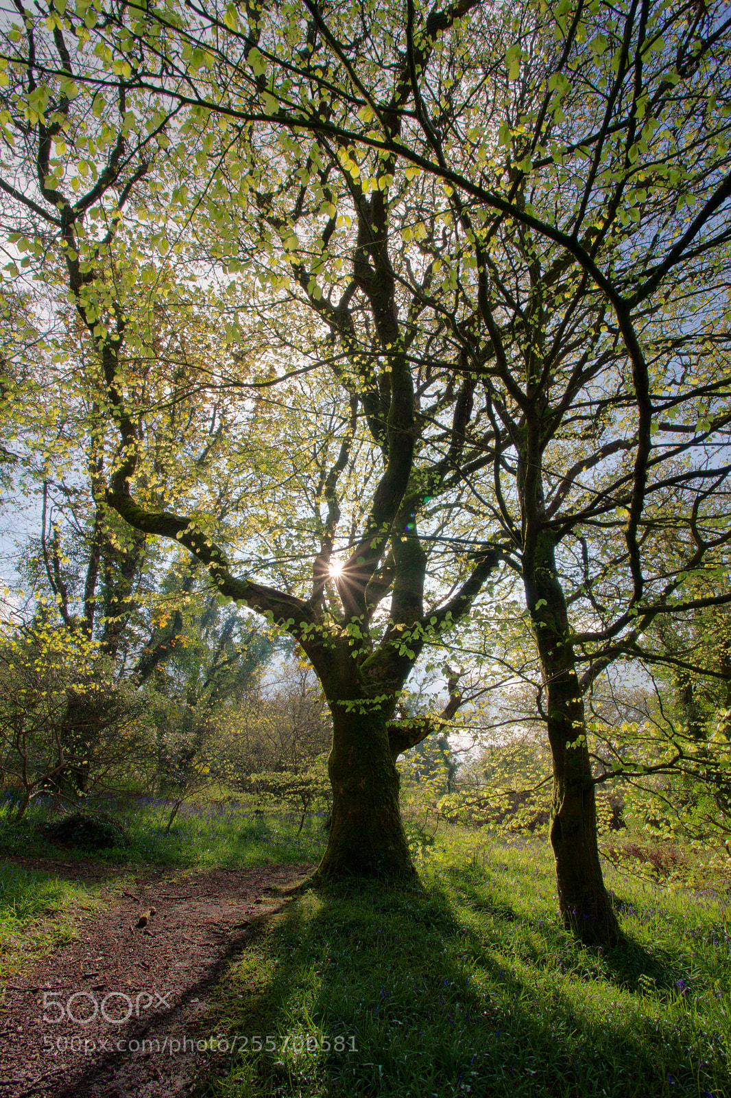 Canon EOS 5D Mark II sample photo. Morning light. photography