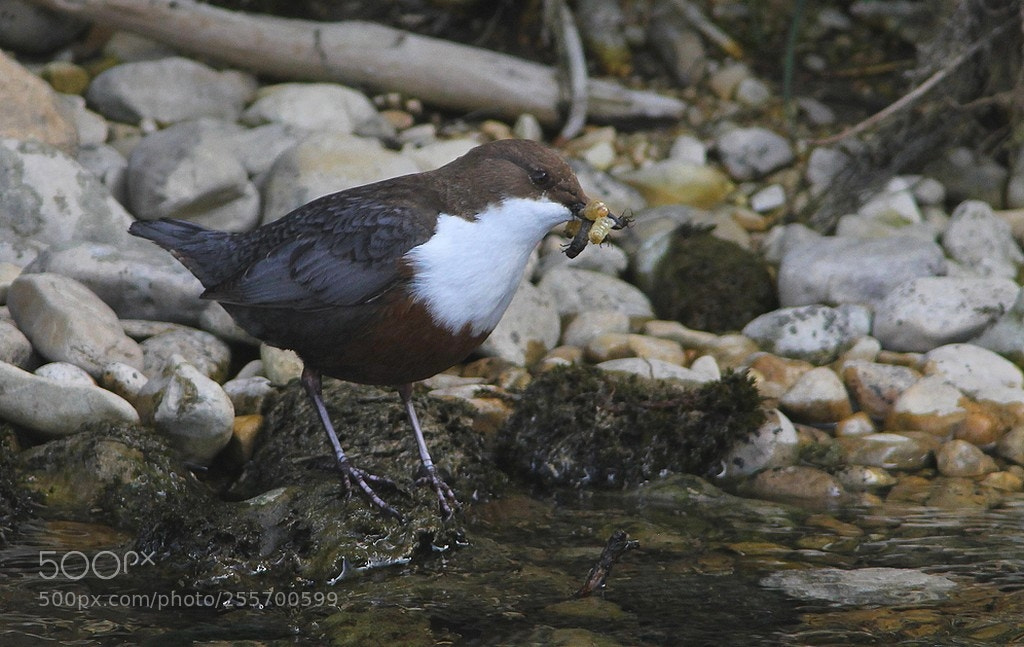Canon EOS 60D sample photo. Cincle plongeur cinclus cinclus photography