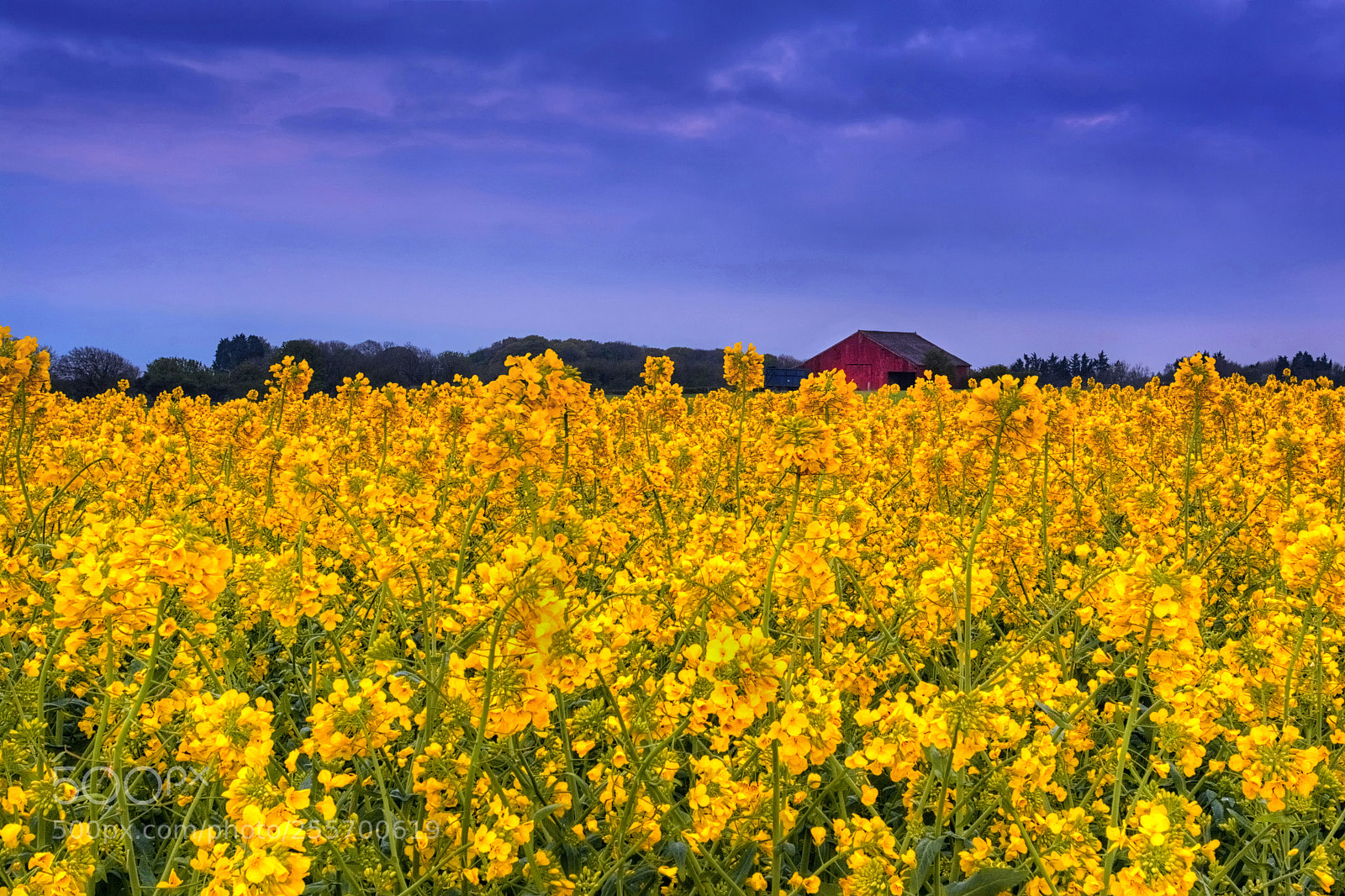 Nikon D7100 sample photo. Red barn and rapeseed photography
