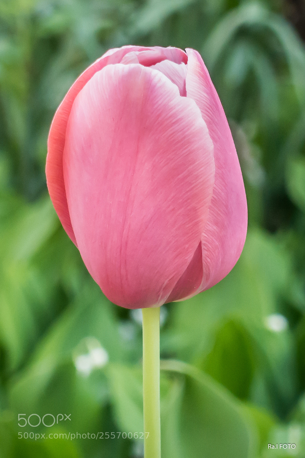 Sony DSC-RX100M5 sample photo. Tulipán photography