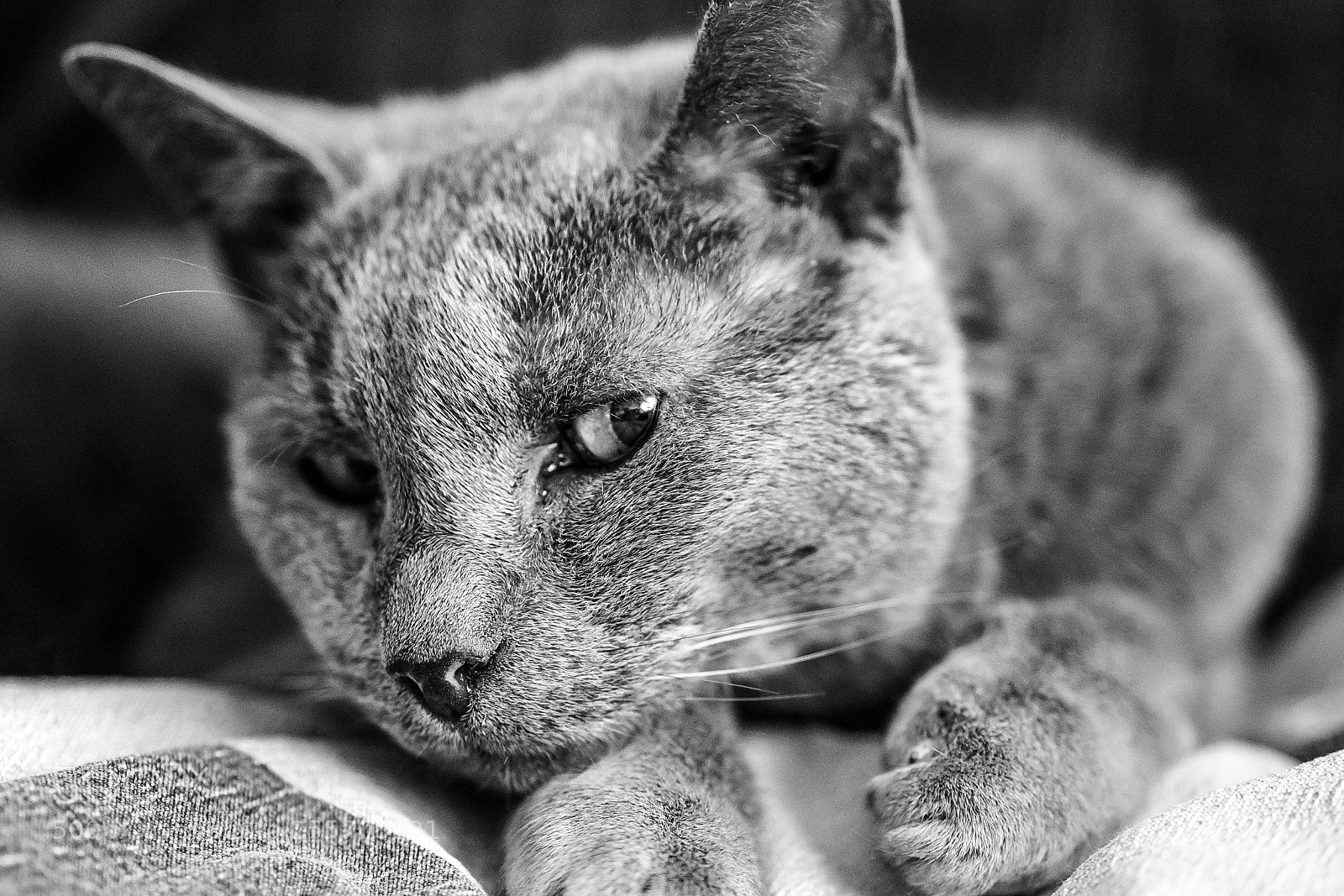 Sony a7R II sample photo. A cat named charlie photography