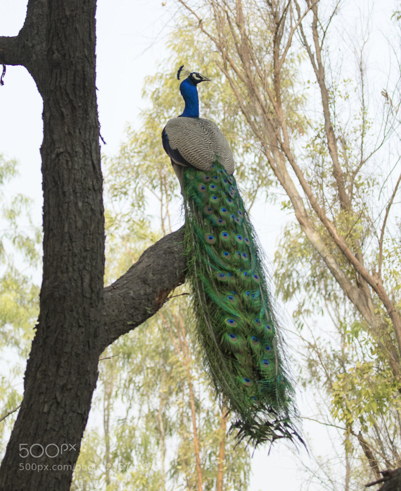 Canon EOS-1D X Mark II sample photo. The bird king photography