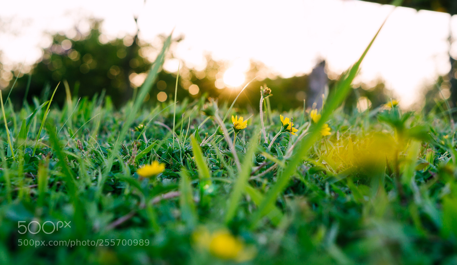 Sony a6000 sample photo. Flower photography