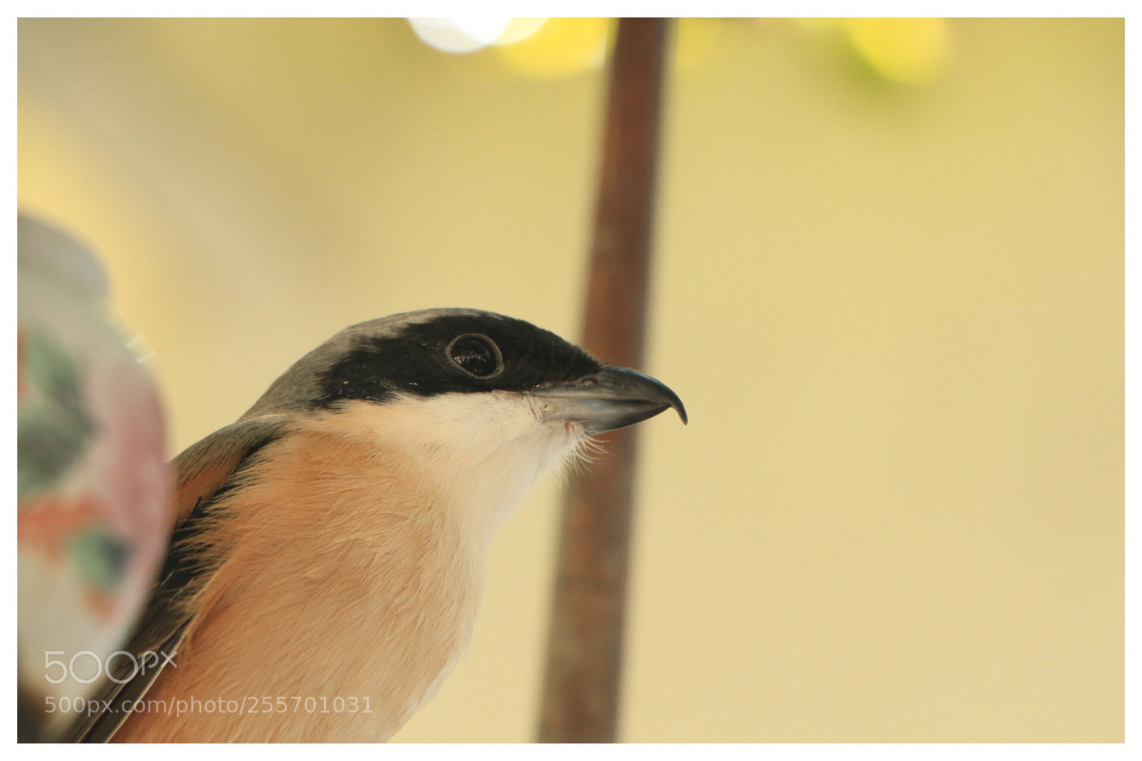 Canon EOS 70D sample photo. Untitled photography