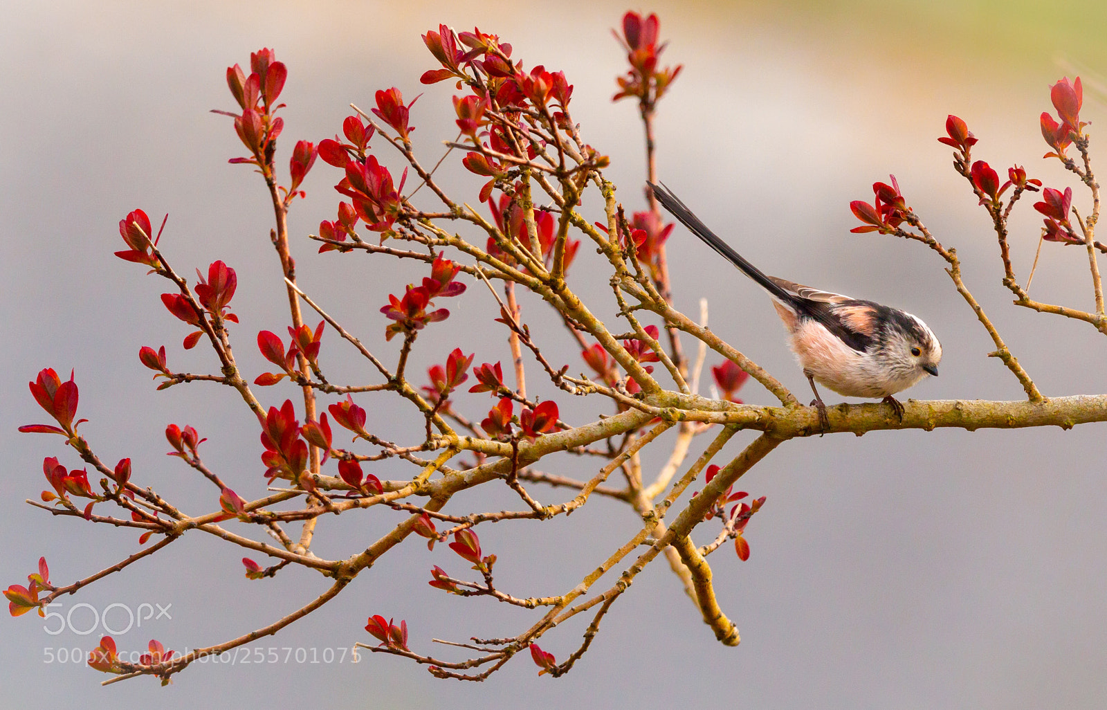 Canon EOS 70D sample photo. Long tailed tit photography