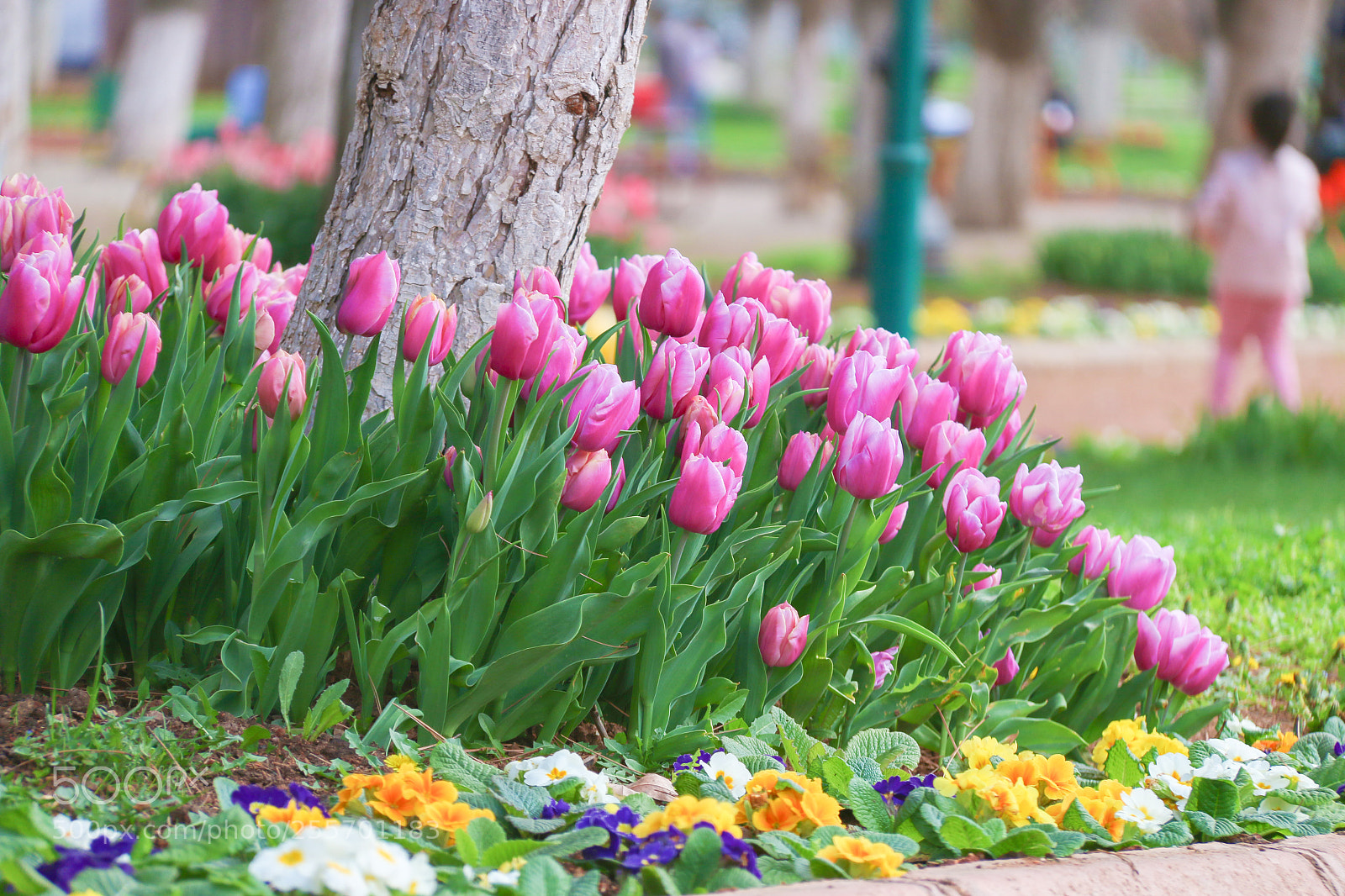 Canon EOS 70D sample photo. Tulips photography