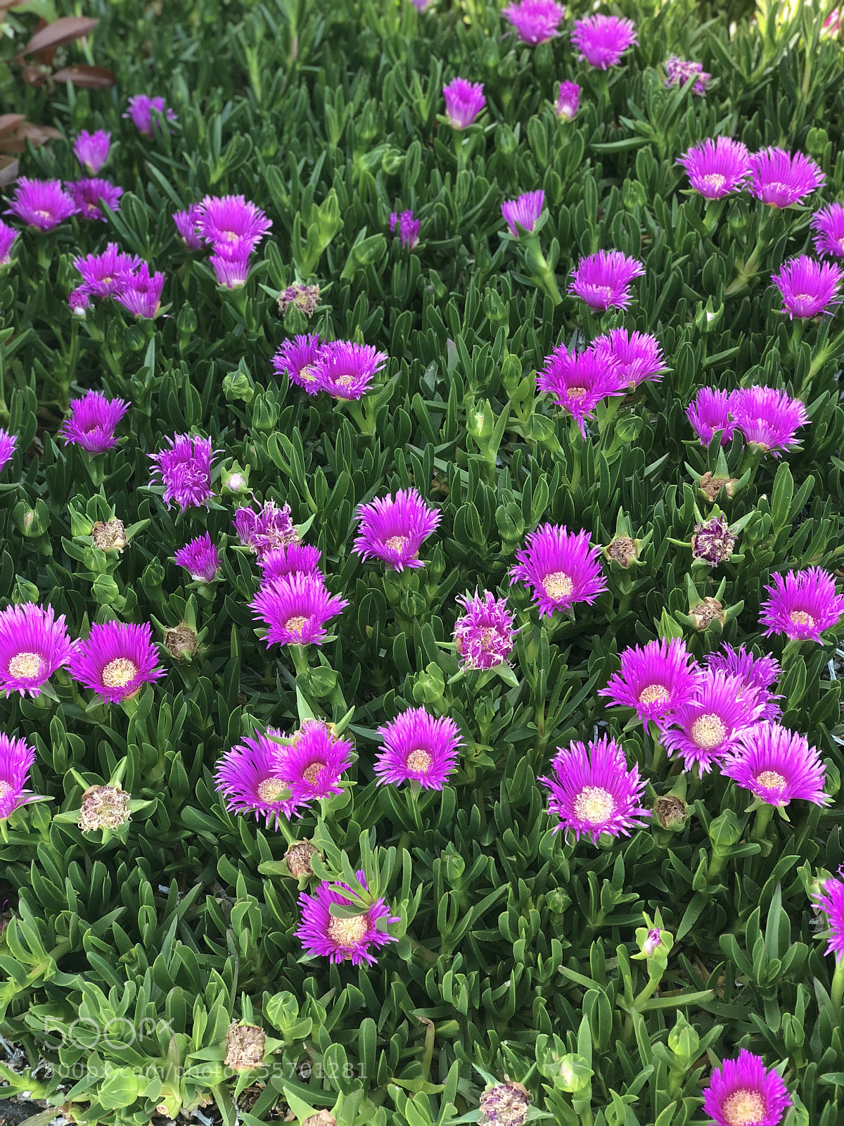 Apple iPhone X sample photo. Untitled photography