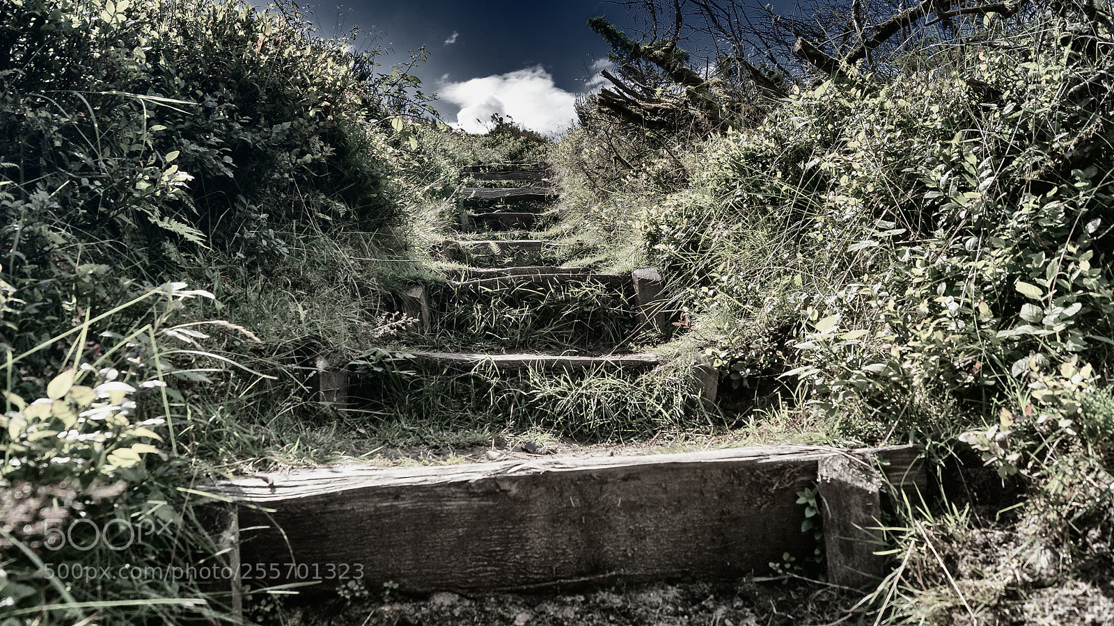 Sony ILCA-77M2 sample photo. Another stair to the photography