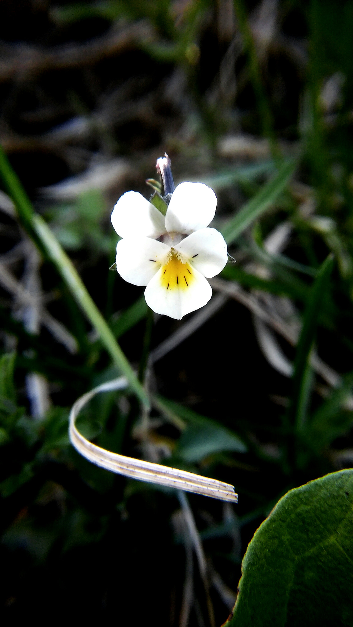 LG SPIRIT 4G LTE sample photo. White flower photography