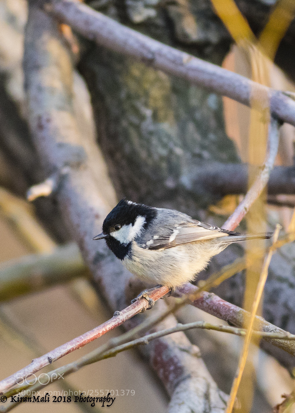 Canon EOS 7D Mark II sample photo. Tit photography