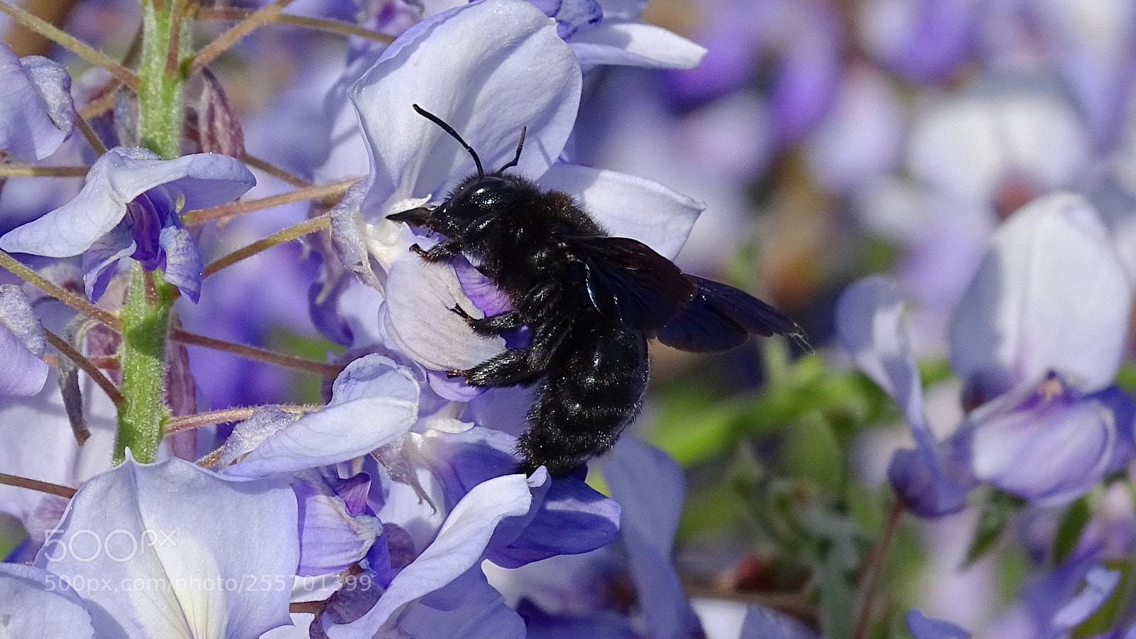 Sony Cyber-shot DSC-HX400V sample photo. Alien photography