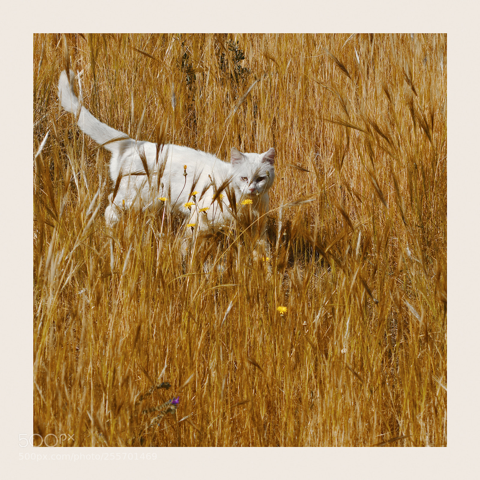 Nikon D800 sample photo. Cat in the wheat photography