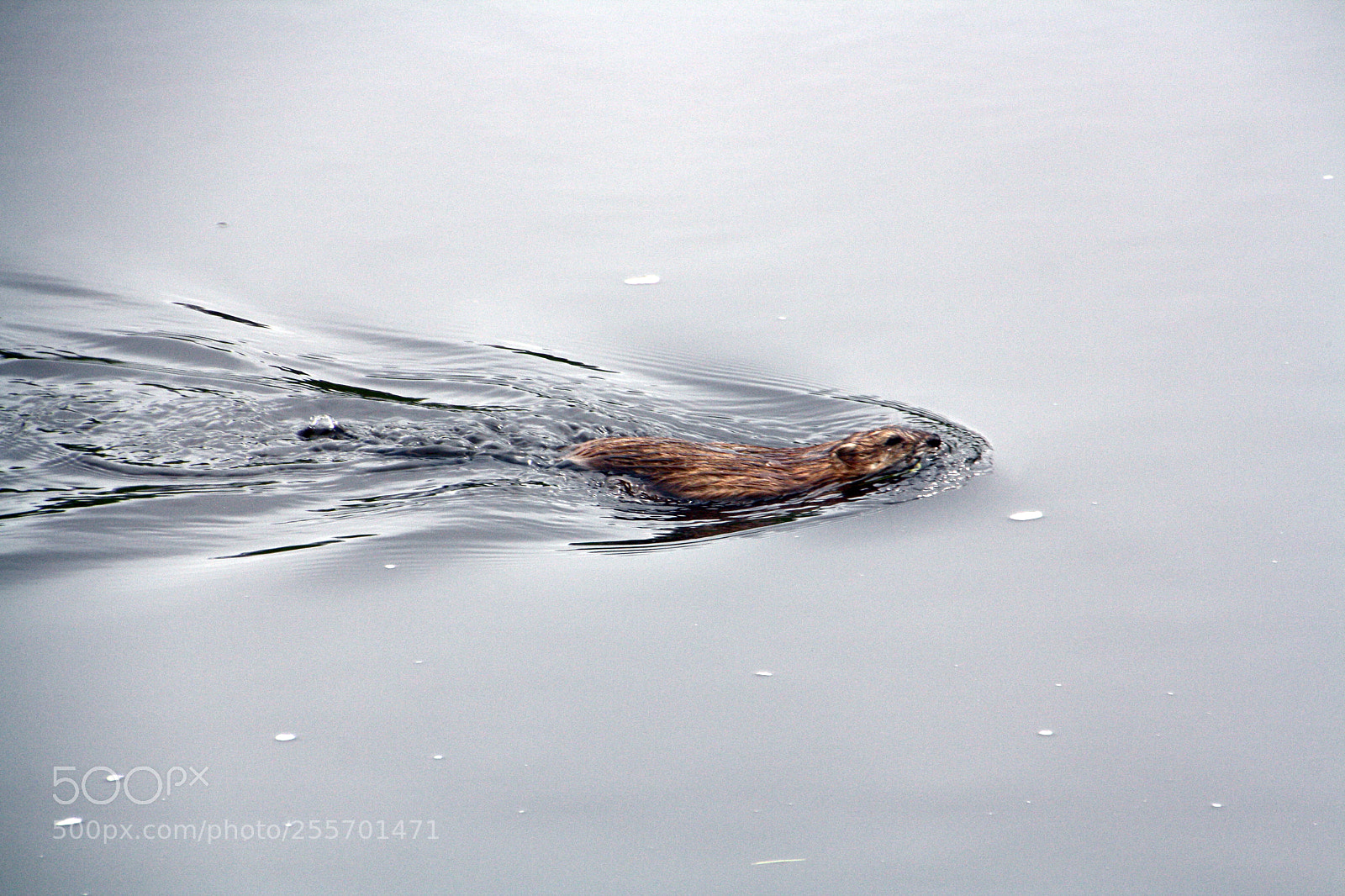 Canon EOS 1000D (EOS Digital Rebel XS / EOS Kiss F) sample photo. Ahoy, mr beaver ! photography