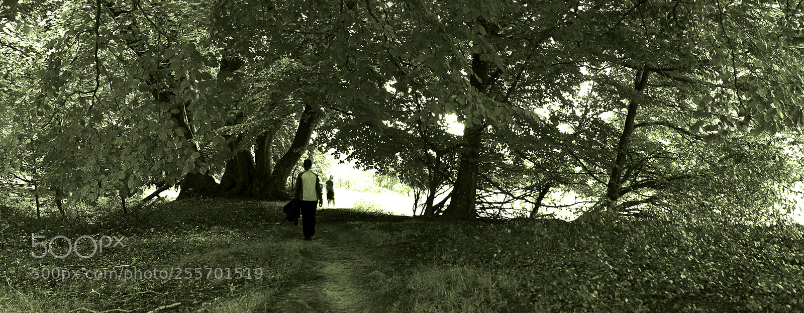 Sony ILCA-77M2 sample photo. Hike under trees into photography