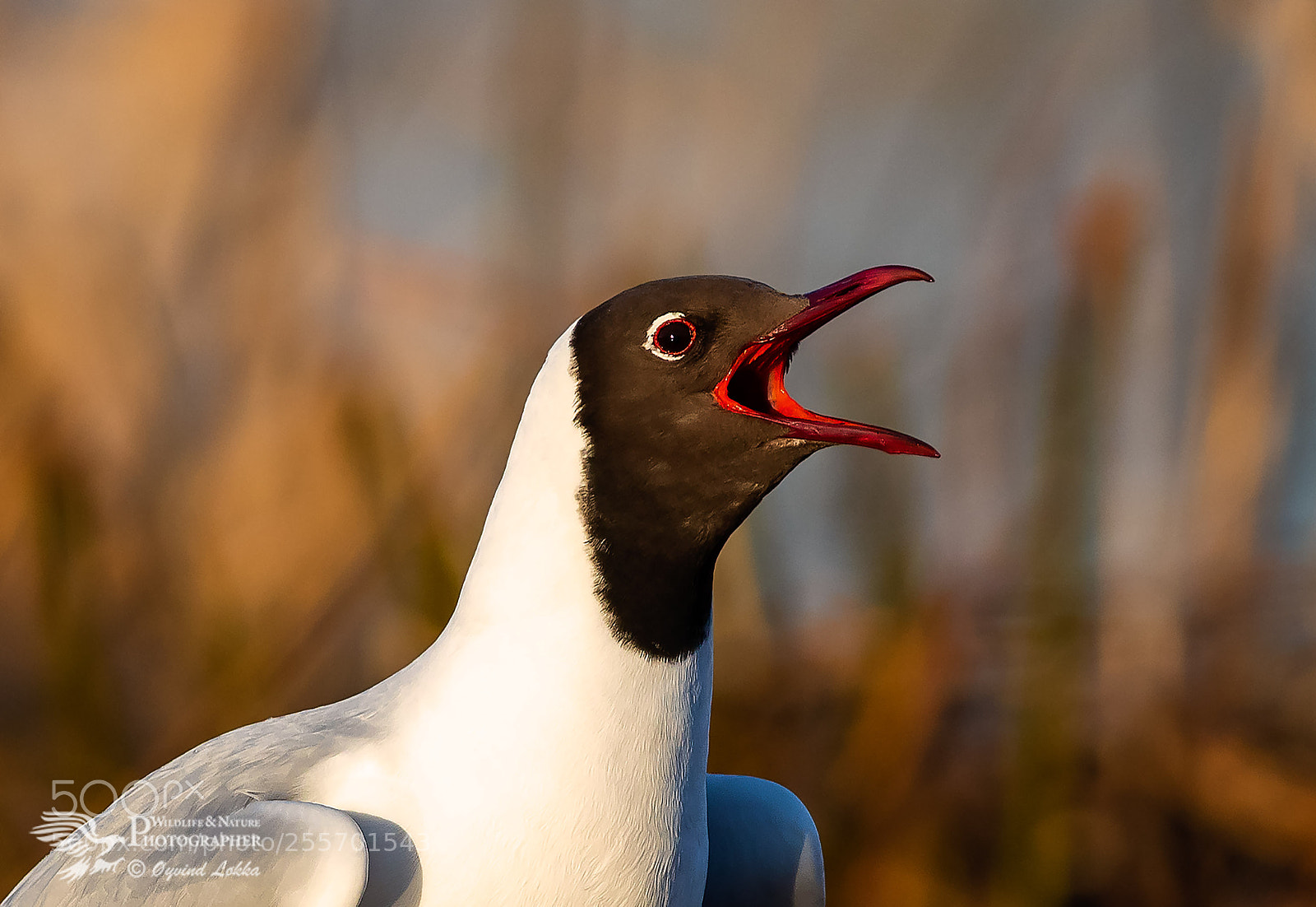 Canon EOS-1D X Mark II sample photo. Black-headed gull screaming photography