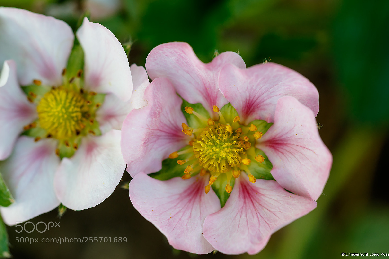 Canon EOS 7D Mark II sample photo. Strawberry blossom photography