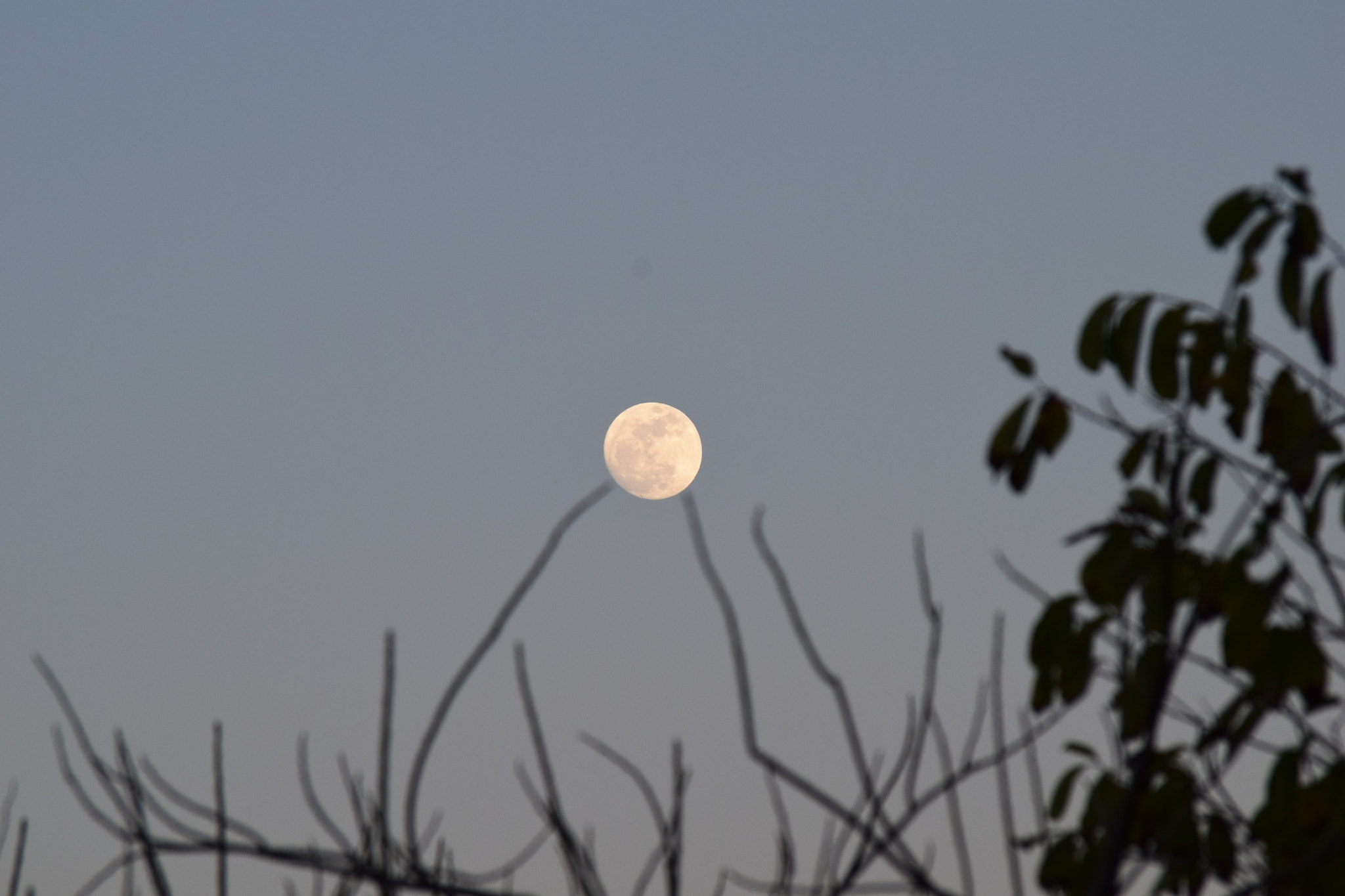 Nikon D3300 sample photo. La luna sobre el ciruelo photography